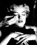  Marilyn Monroe 16  celebrite de                   Camélia17 provenant de Marilyn Monroe